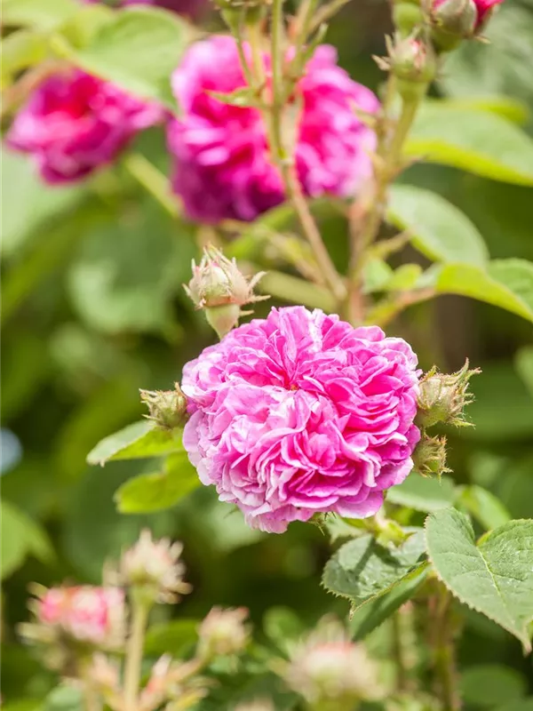 Ramblerrose 'Russeliana'