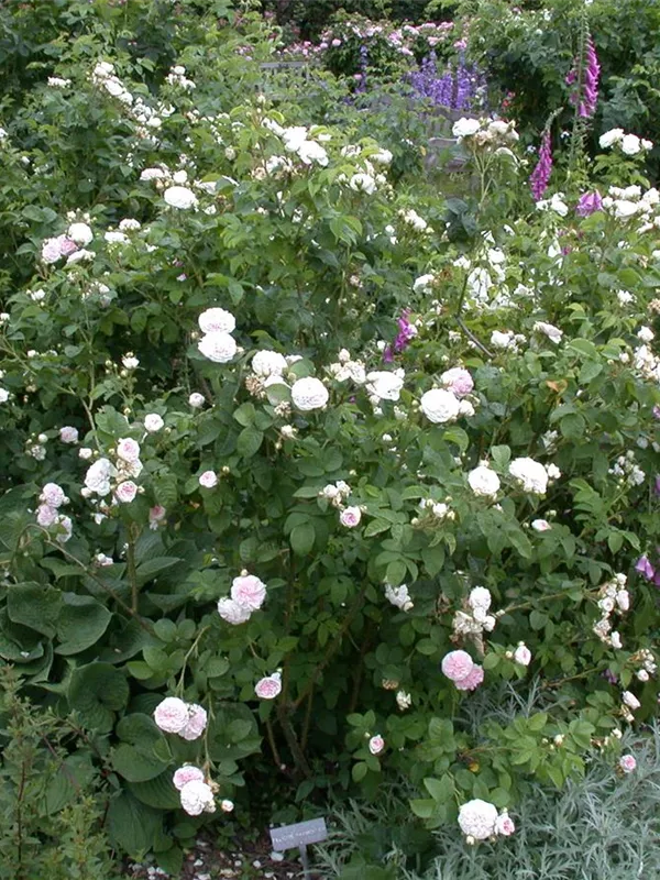 Historische 'Strauchrose'