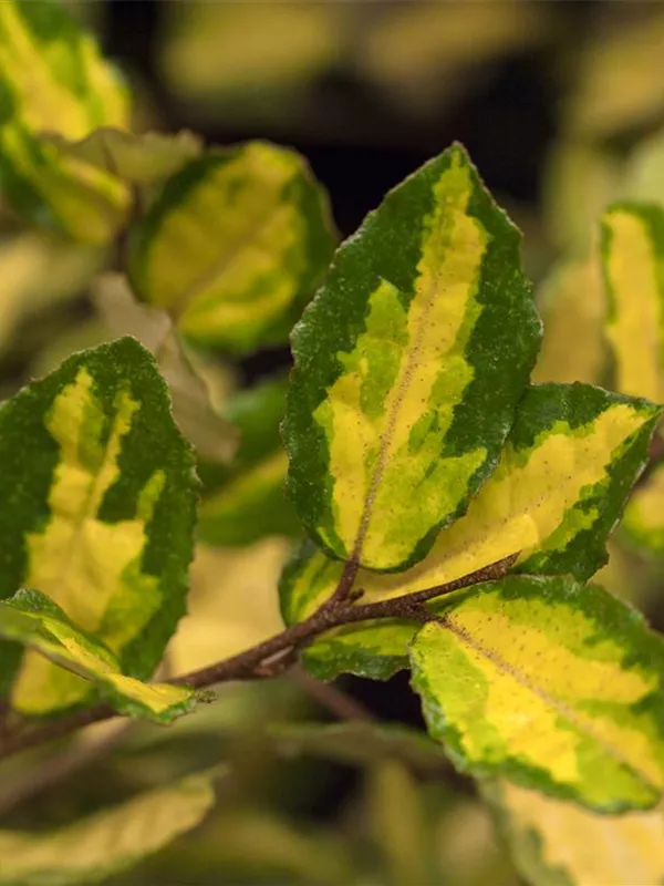 Buntlaubige Ölweide 'Maculata'