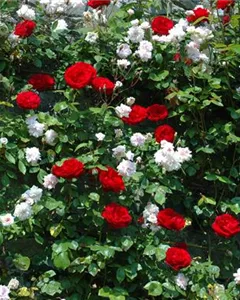 Kletterose 'Dublin Bay'