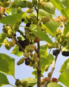 Schwarze Maulbeere