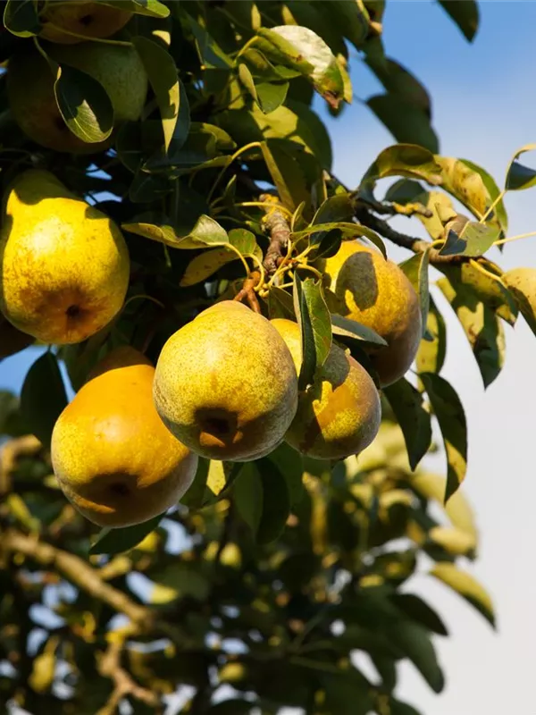 Birne 'Gellerts Butterbirne'