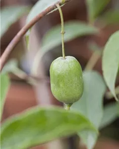 Kiwi 'Issai'
