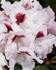 Rhododendron 'Graffito'