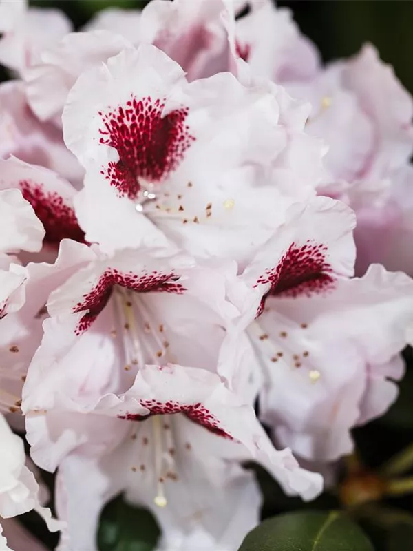 Rhododendron 'Graffito'