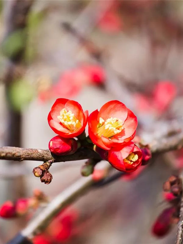 Zierquitte 'Fire Dance'