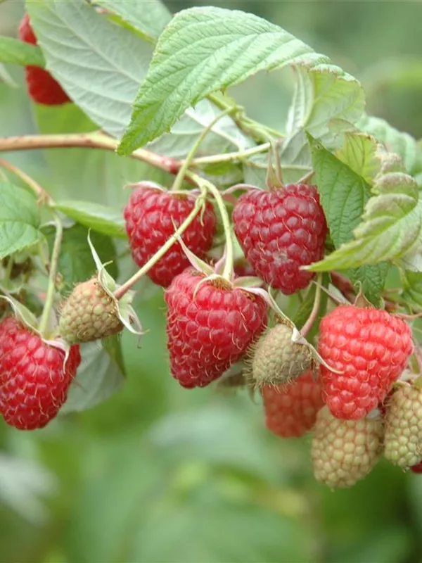 Himbeere 'TulaMagic'(s)