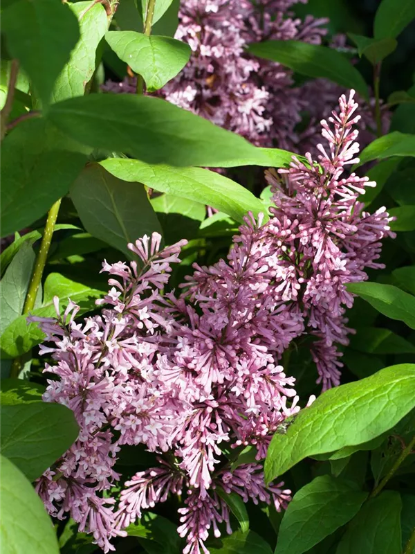 Amerikanischer Flieder 'Minuet'