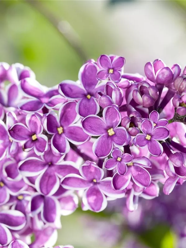 Edelflieder 'Lila Wonder'