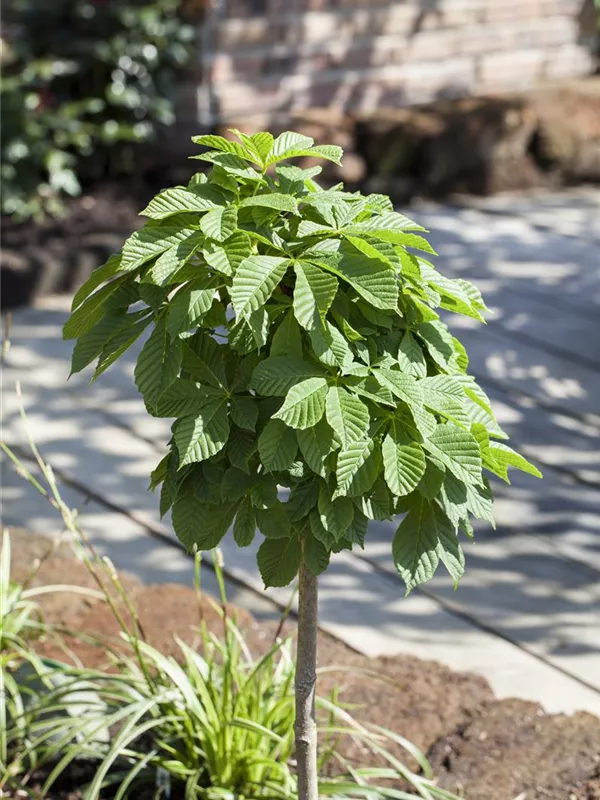 Rosskastanie 'Monstrosa'