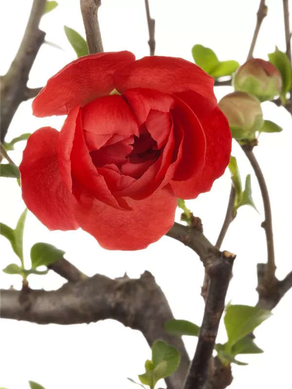 Zierquitte 'Friesdorfer Typ 205'