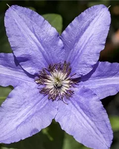 Waldrebe 'H.F. Young'