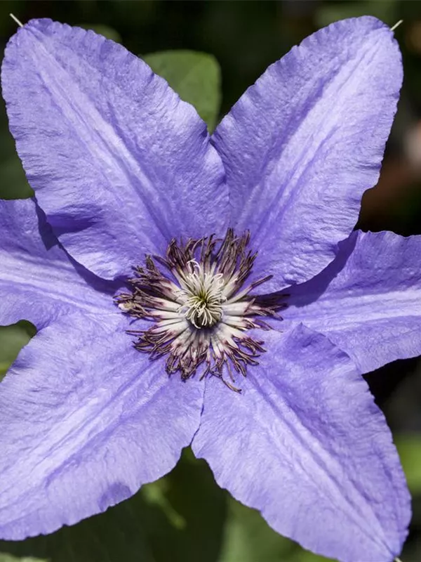 Waldrebe 'H.F. Young'