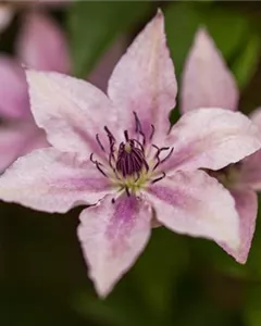 Waldrebe 'Pink Fantasy'