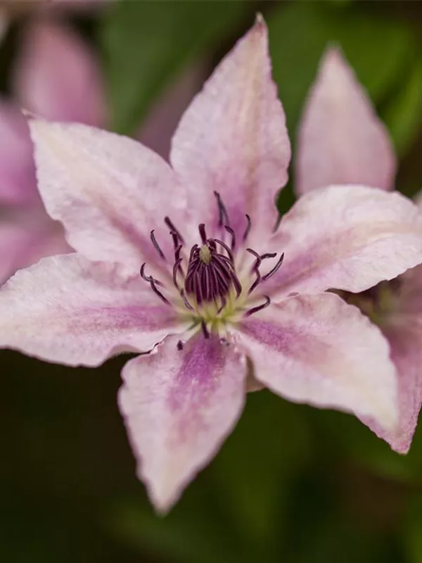 Waldrebe 'Pink Fantasy'