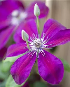 Waldrebe 'Red Pearl'