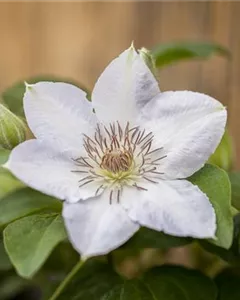 Waldrebe 'Valge Daam'