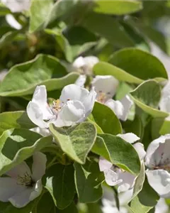 Quitte 'Bereczki-Birnenquitte'