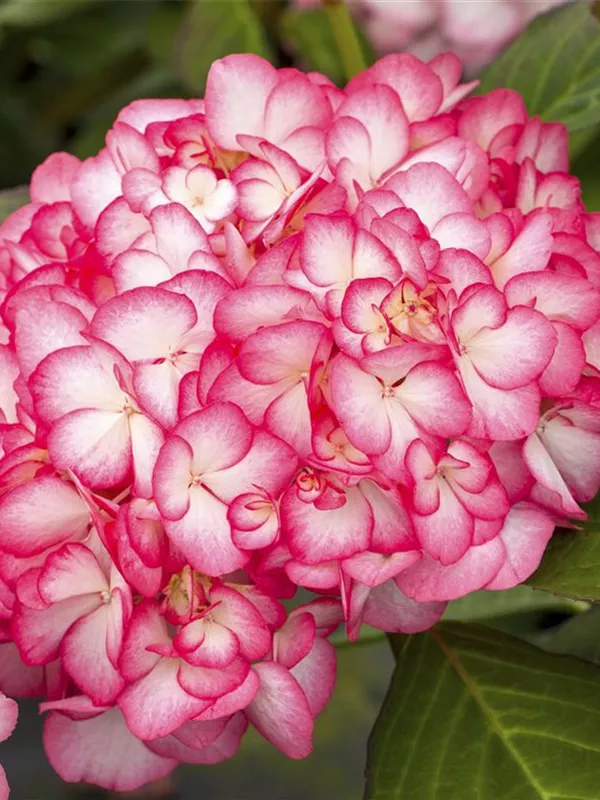 Bauernhortensie Hovaria 'Ripple'®