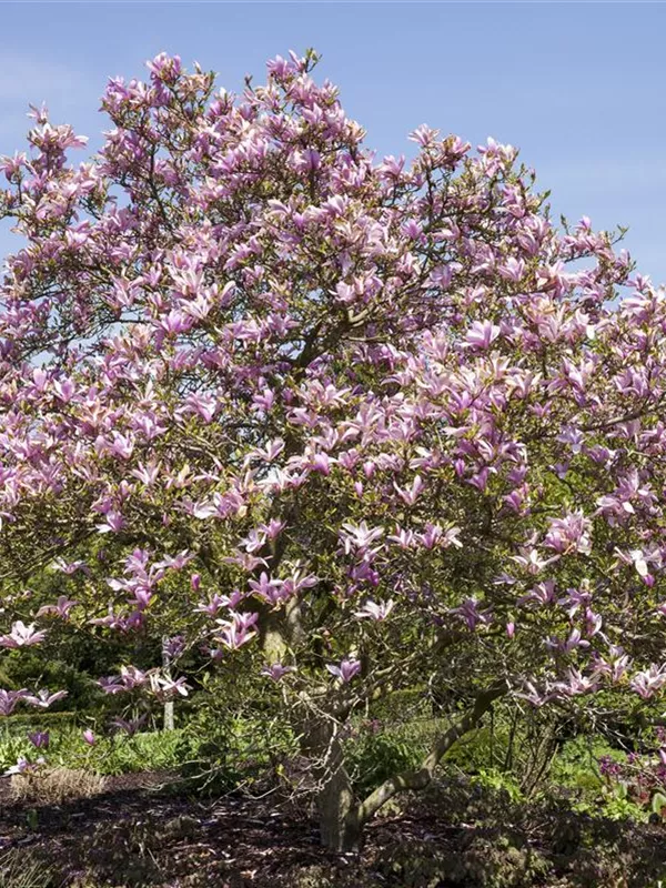 Großblumige Magnolie 'Galaxy'