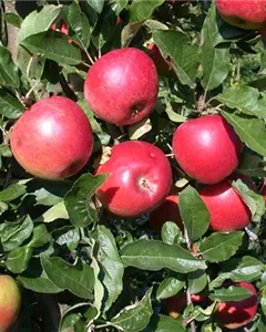 Apfel 'Ecolette'(s)