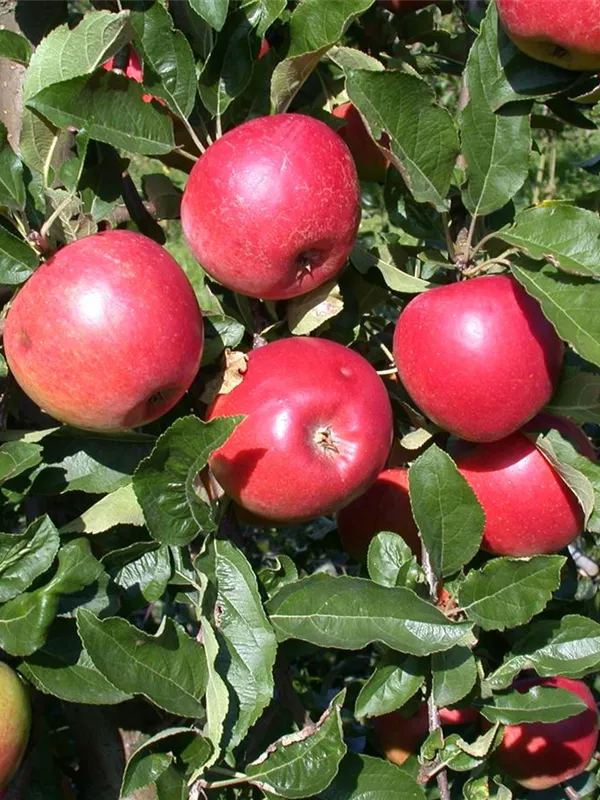 Apfel 'Ecolette'(s)
