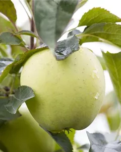 Sommerapfel 'Klarapfel'