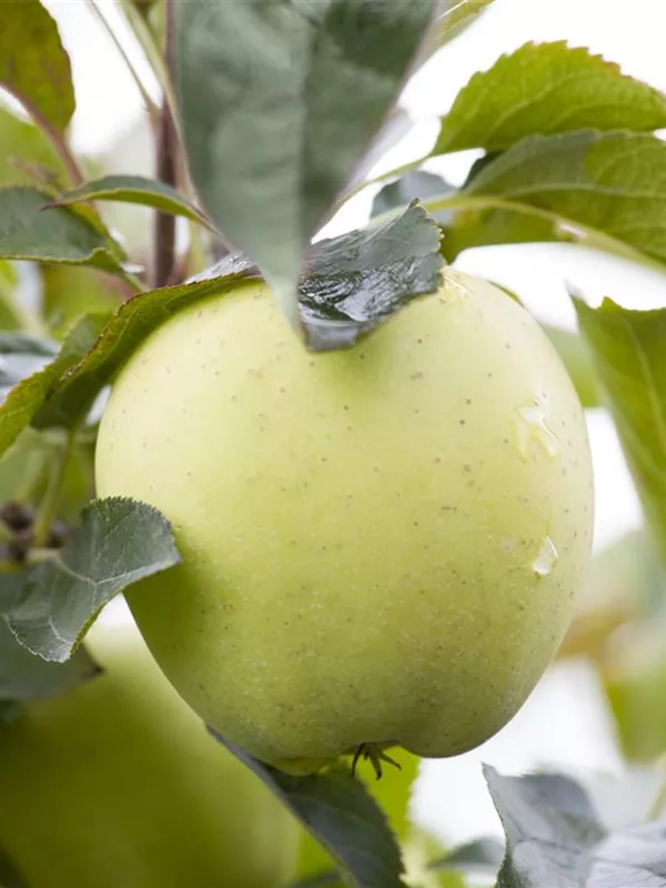 Sommerapfel 'Klarapfel'