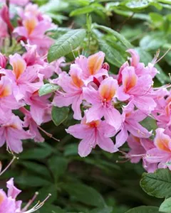 Sommergrüne Azalee 'Raimunde'