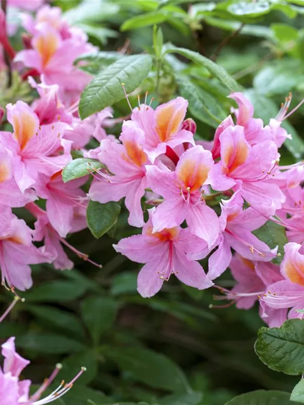 Sommergrüne Azalee 'Raimunde'