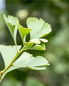Fächerblattbaum 'Baldi'