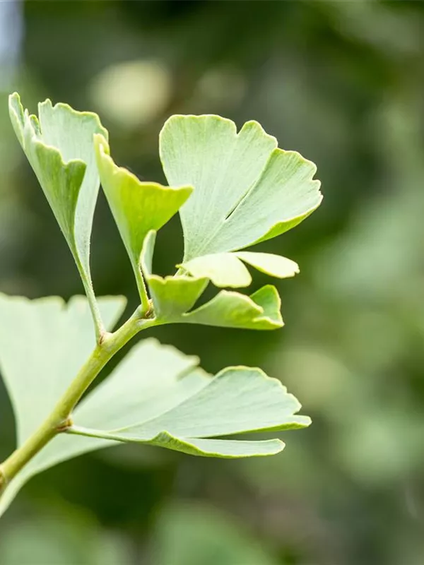 Fächerblattbaum 'Baldi'