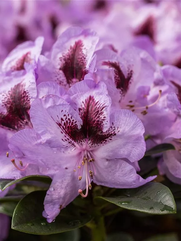 Rhododendron 'Hachmann´s Metallica'