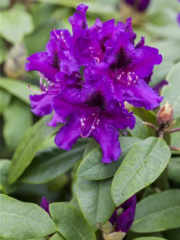 Rhododendron 'Rhododendronpark Graal-Müritz'
