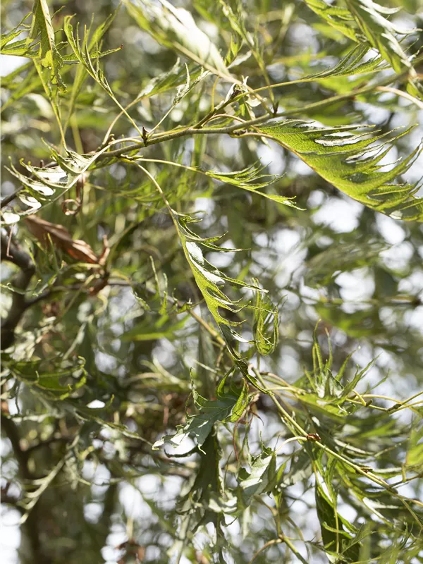 Kaisererle 'Imperialis'