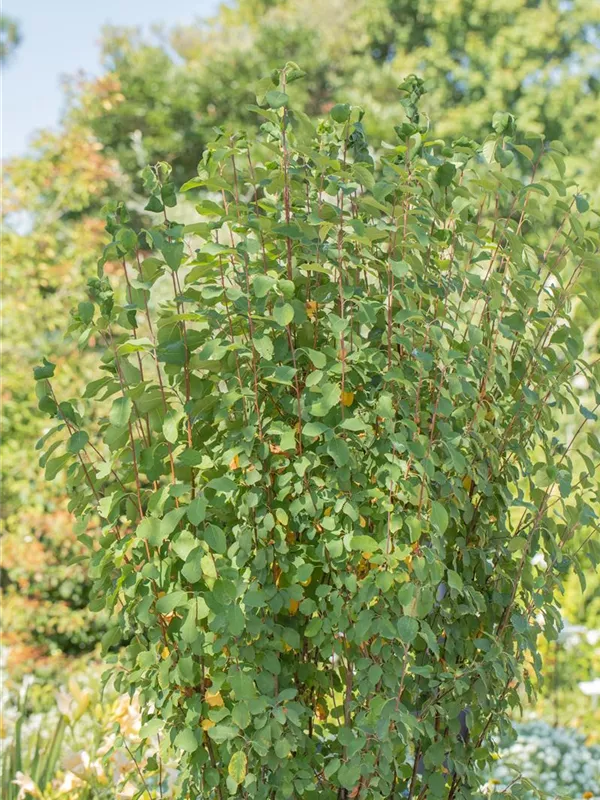 Felsenbirne 'Obelisk'®