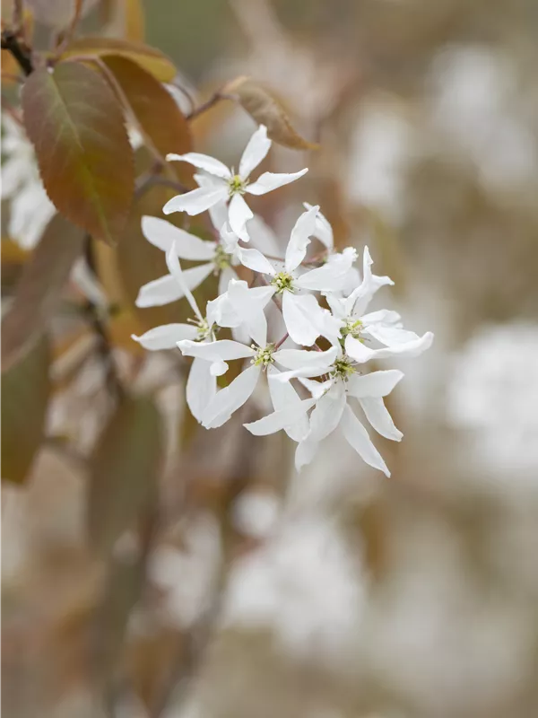 Essbare Felsenbirne 'Ballerina'