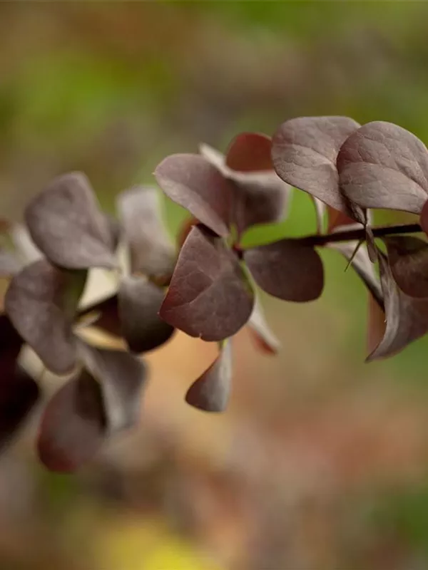 Große Blutberberitze 'Superba'
