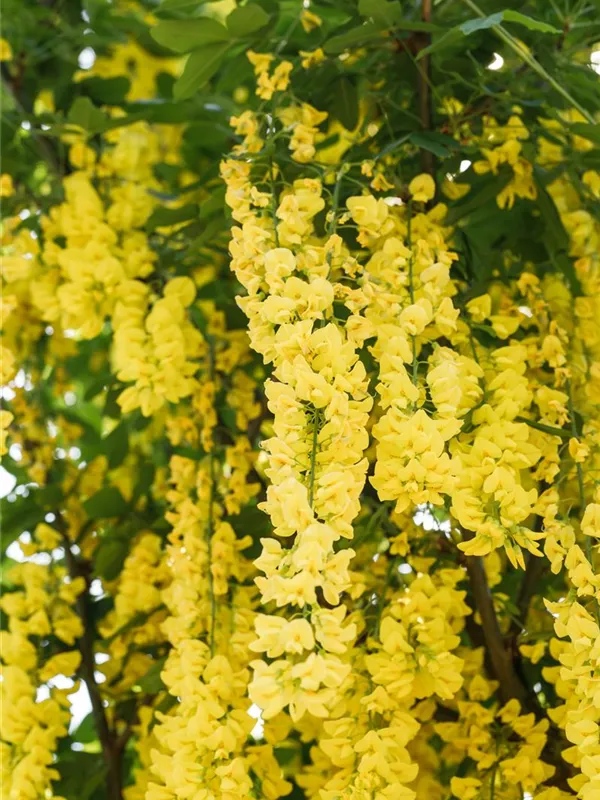 Edel-Goldregen 'Vossii'