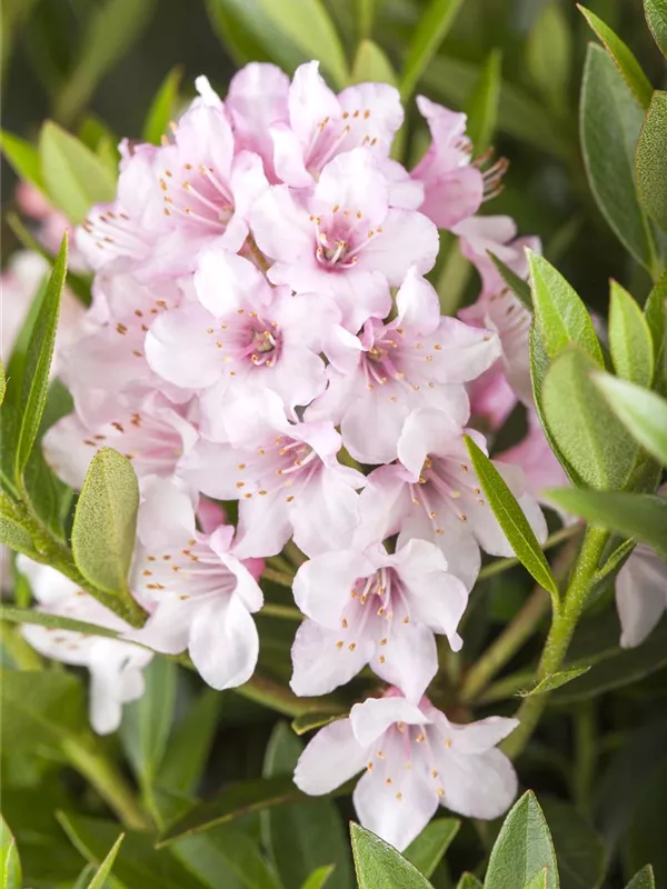 Rhododendron 'Bloombux'®