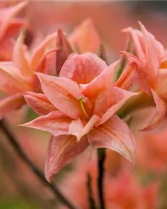 Sommergrüne Azalee 'Arista'