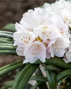Rhododendron 'Jens Jörgen Sörensen'