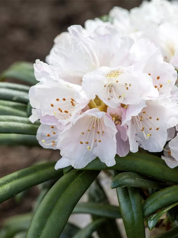 Rhododendron 'Jens Jörgen Sörensen'