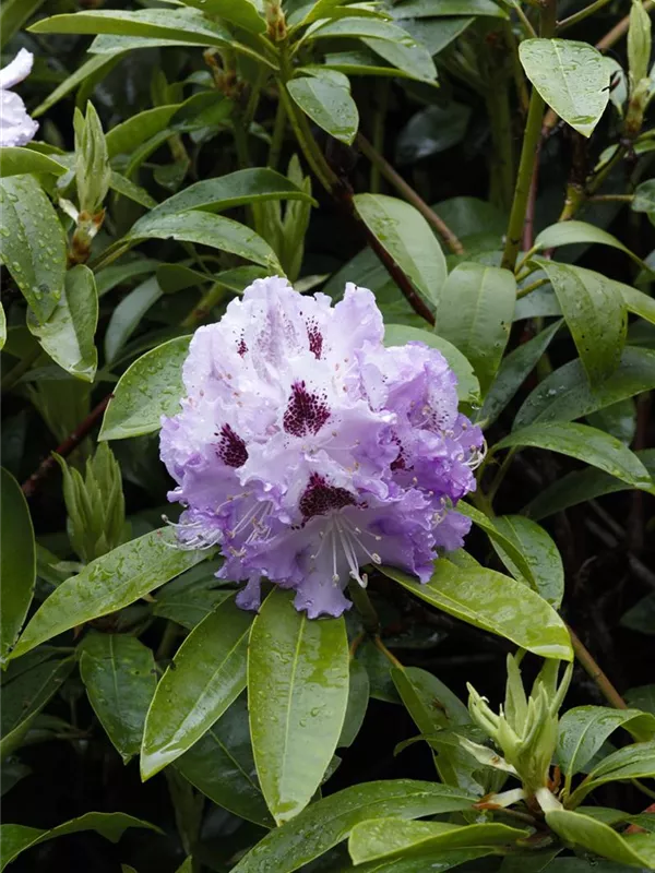 Rhododendron 'Pinguin'