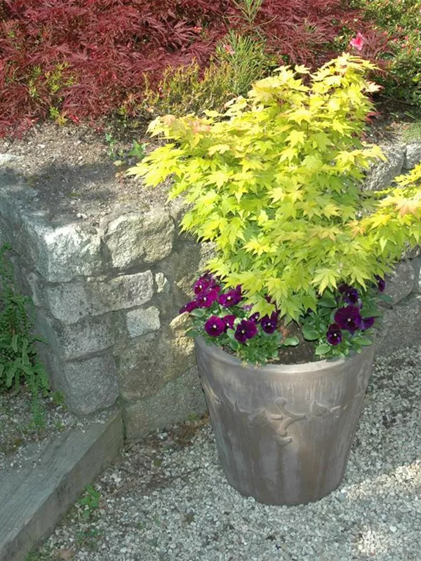 Goldgelber Fächerahorn 'Aureum'