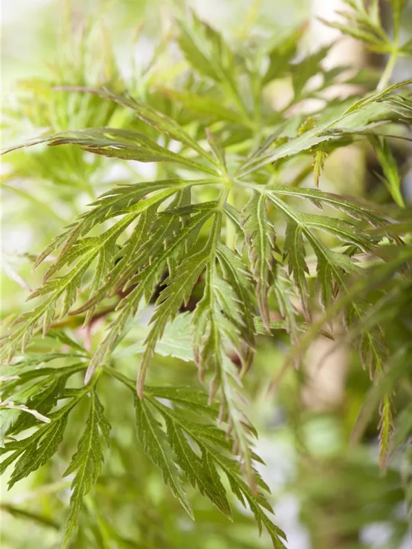 Fächerahorn 'Emerald Lace'