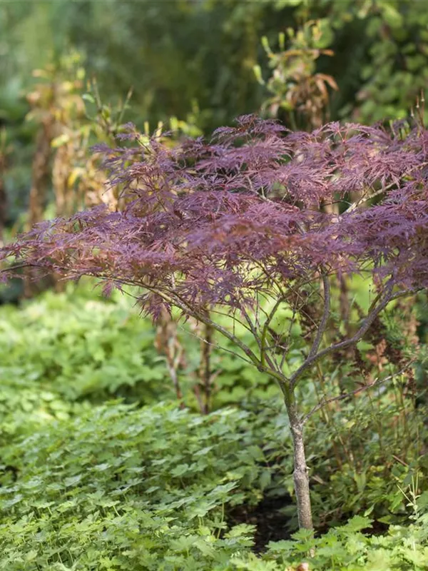 Fächerahorn 'Inaba-shidare'