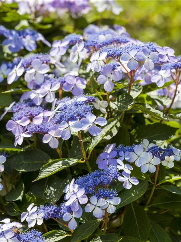 Bauernhortensie 'Mariesii Perfecta'