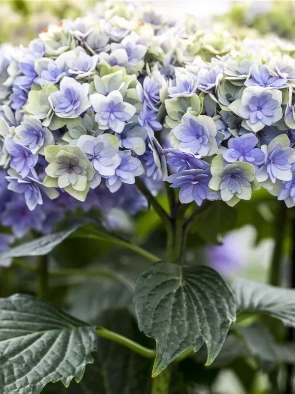 Bauernhortensie You & Me 'Romance'®