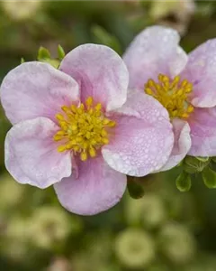 Fingerstrauch 'Princess'®